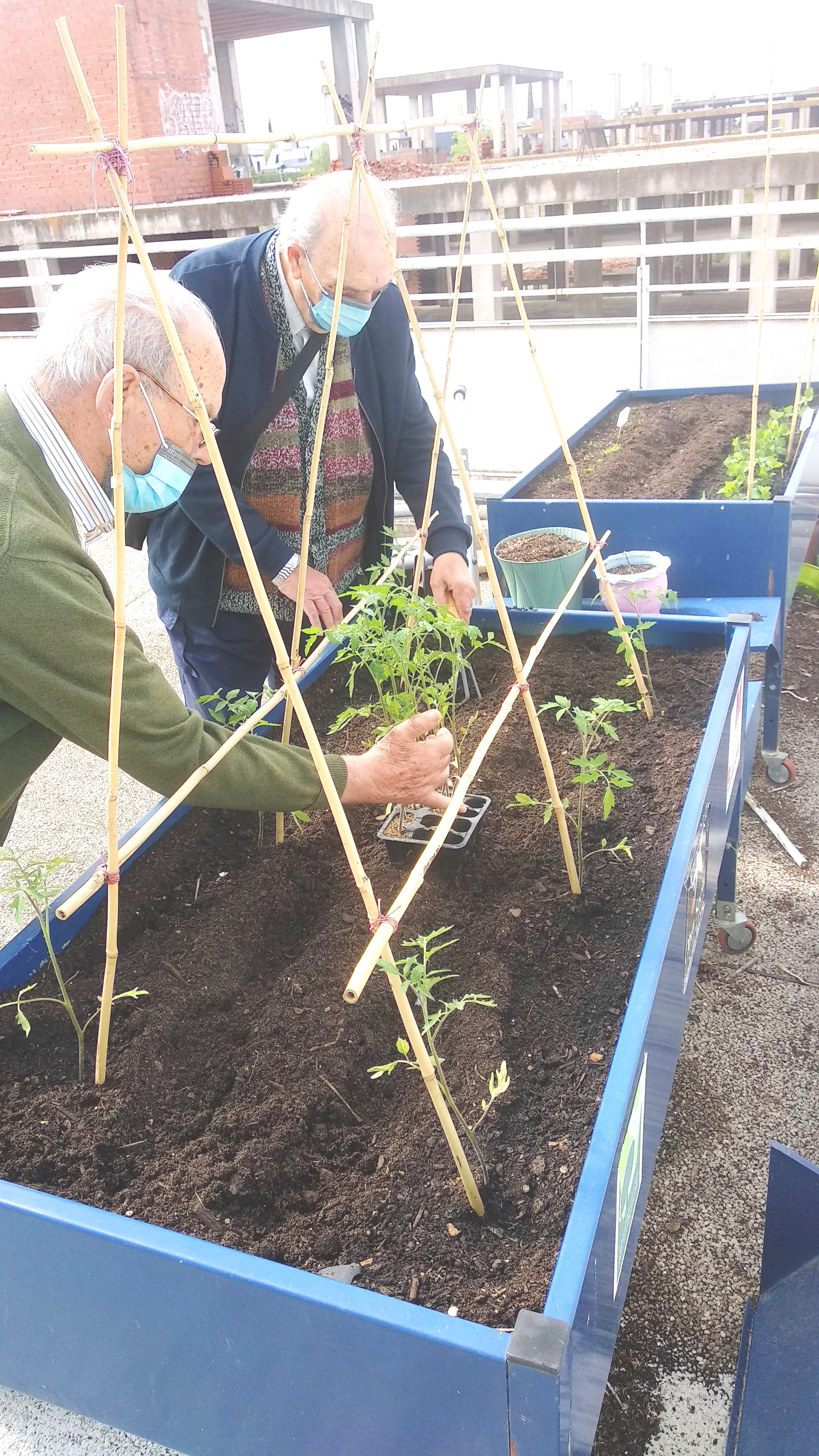 Vuelven el huerto y las flores a Urbanización de Mayores 